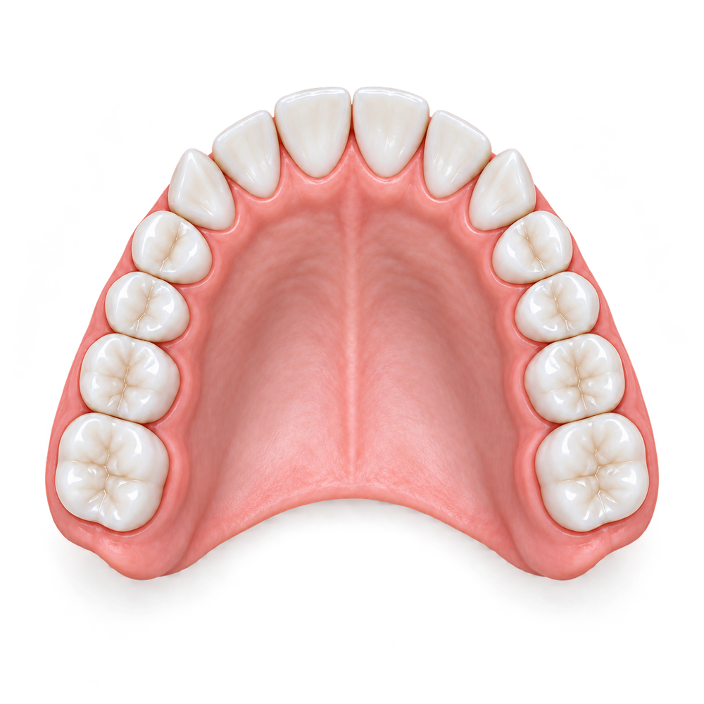 Illustration of the upper teeth, seen from below